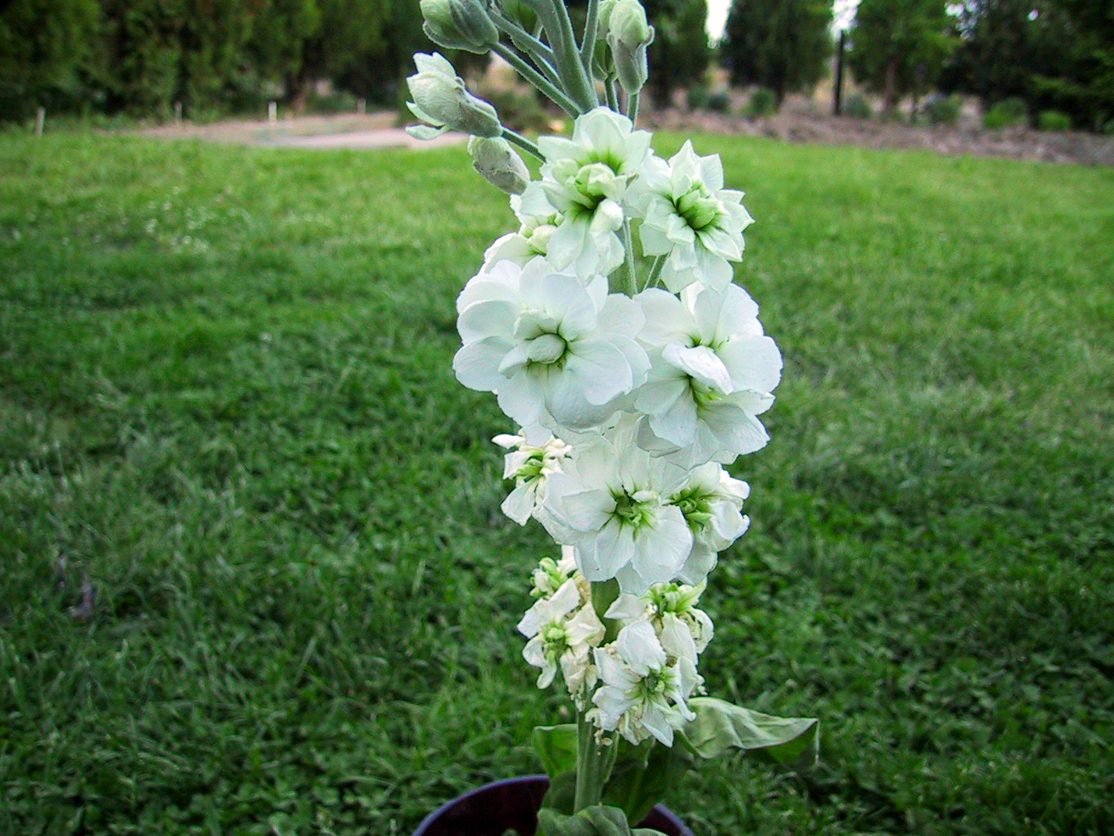 Viola/Matthiola incana