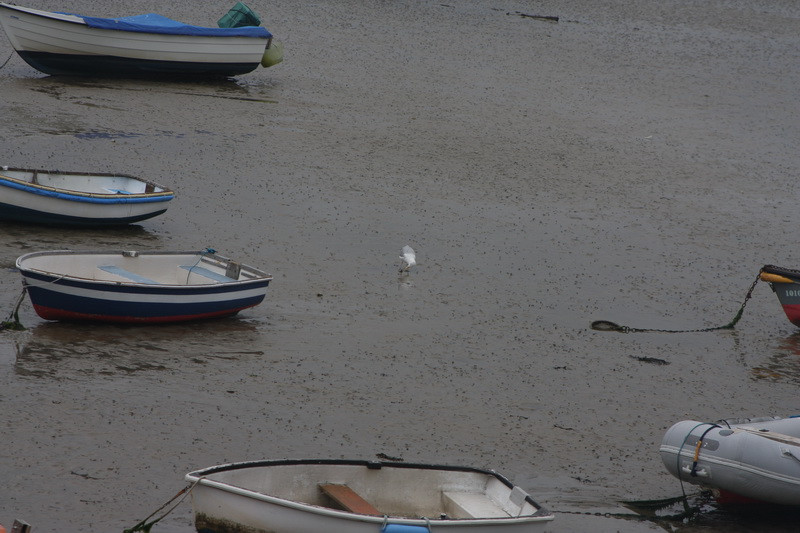 Old Harry-Swanage-147