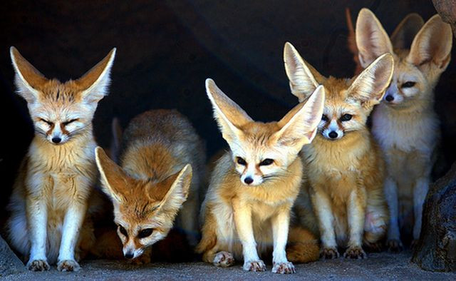 Desert foxes