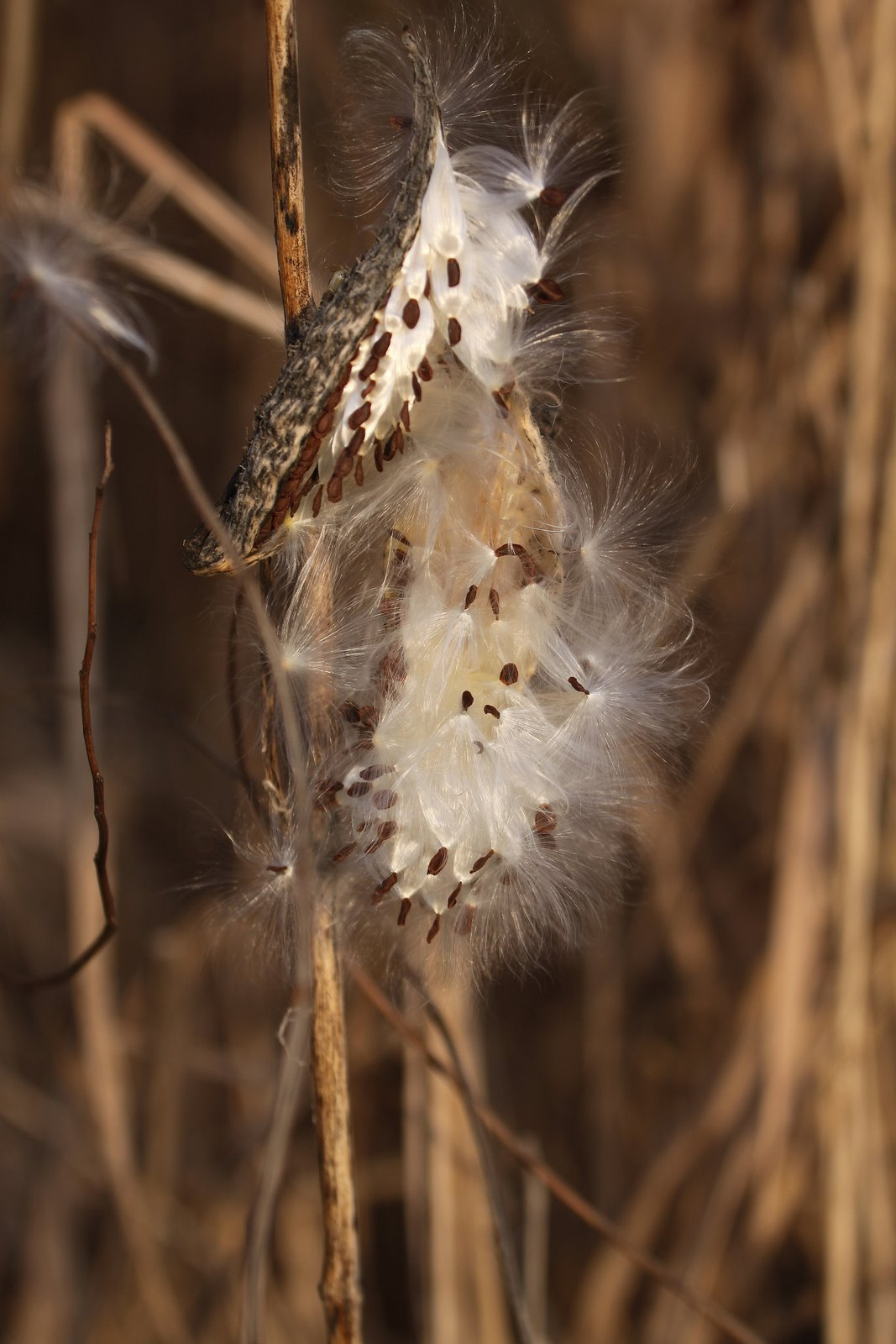 Selyemkóró (Asclepias syriaca, Asclepiadaceae)