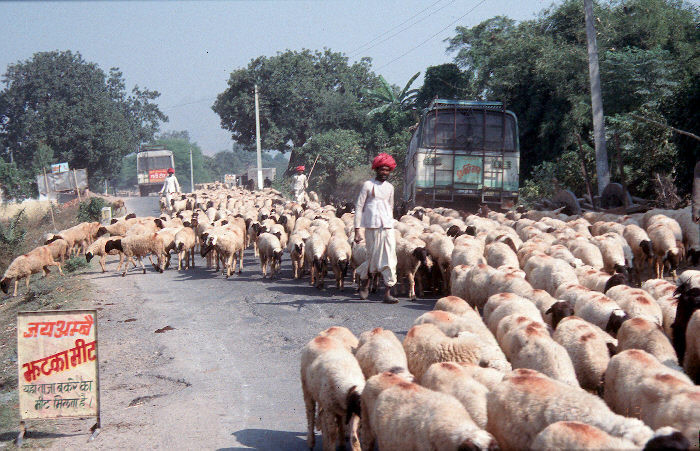 Traffic Jam in Udaipur