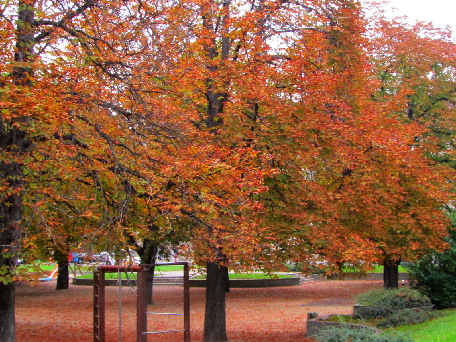 Gesztenyefák ősszel