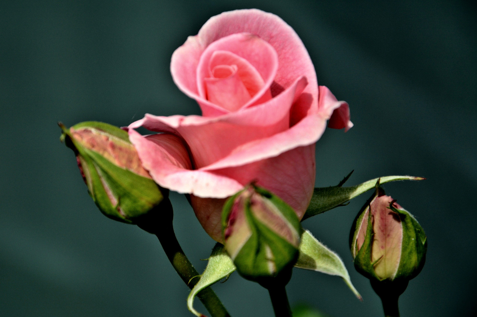 Ha rózsa , nem hátrány ha rózsaszín