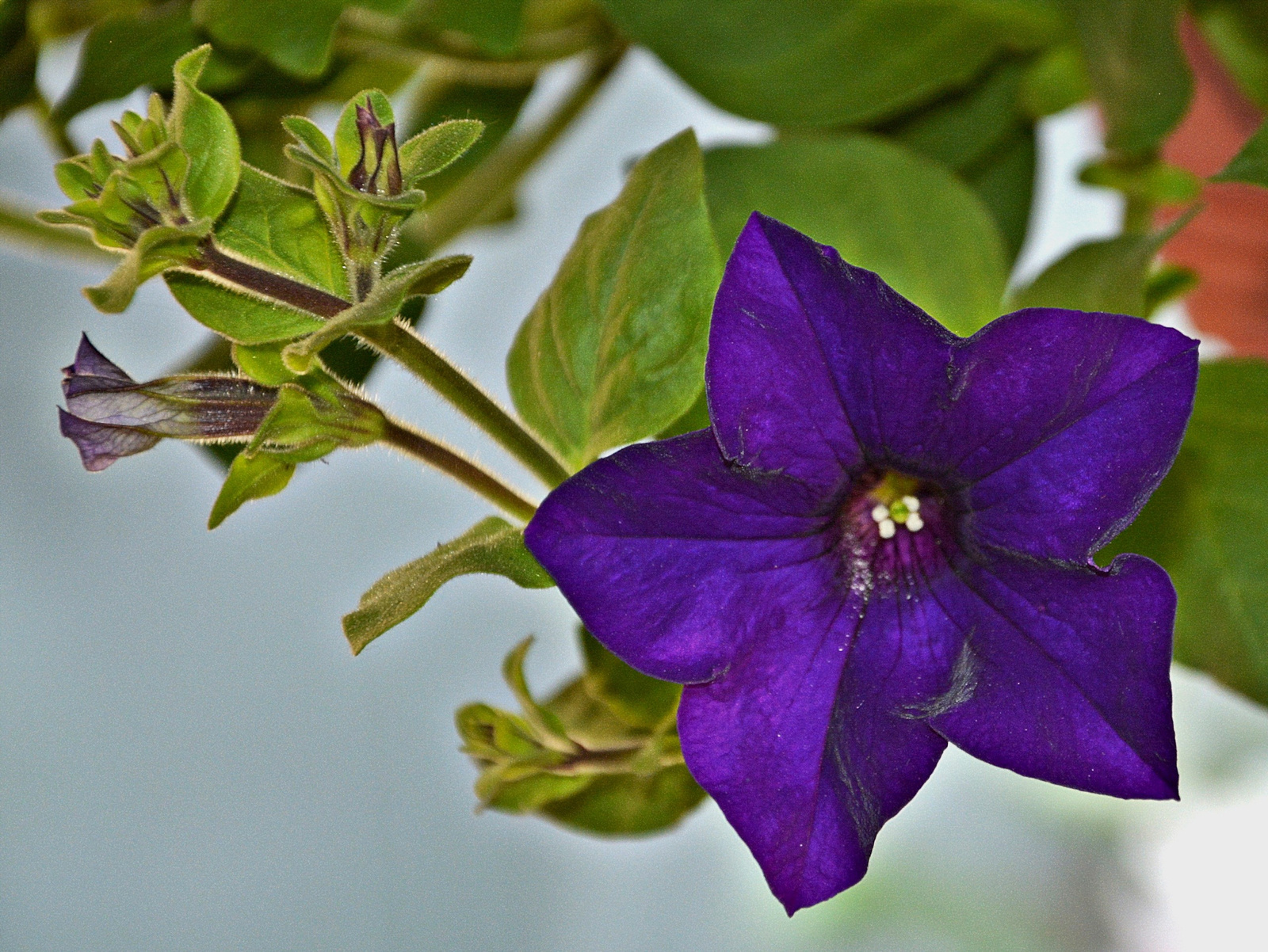 Petunia, lila-kék
