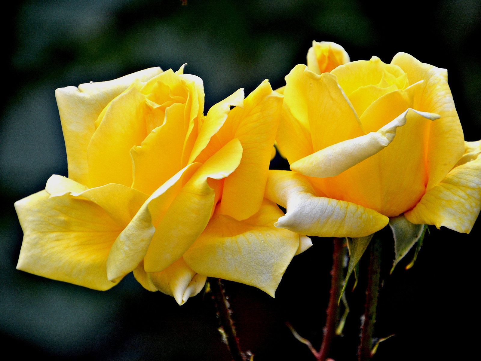 Sárga rózsák