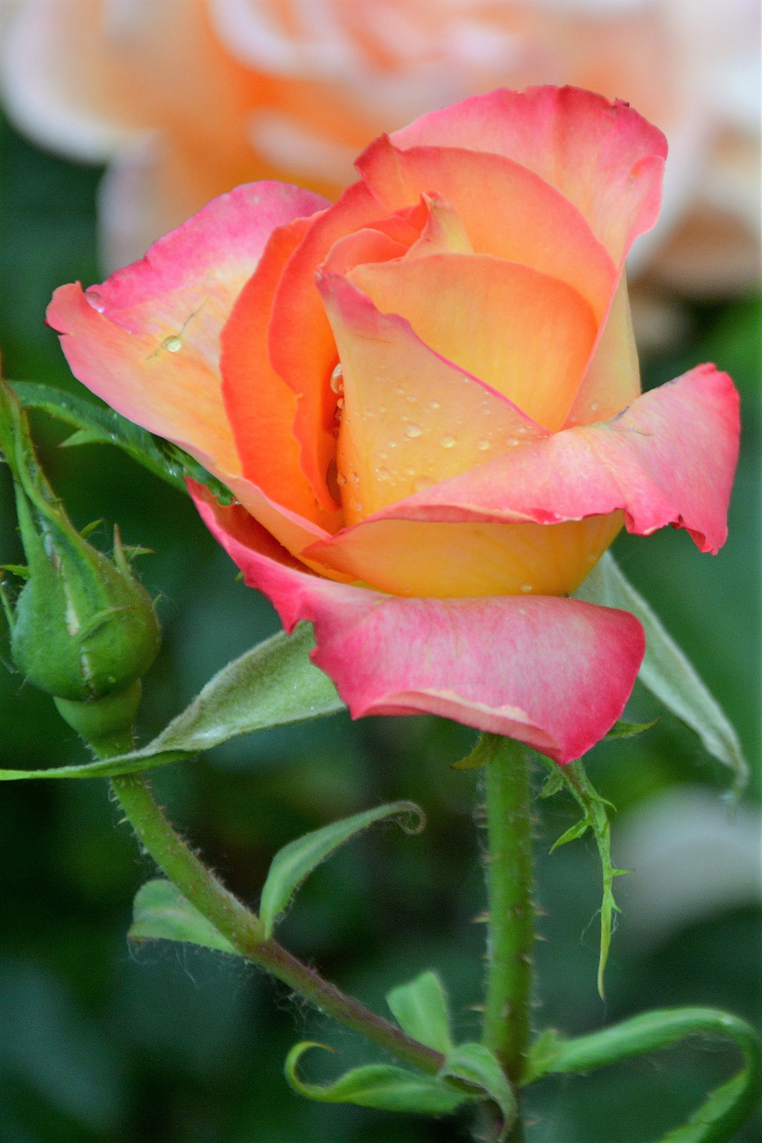 Szép rózaszál