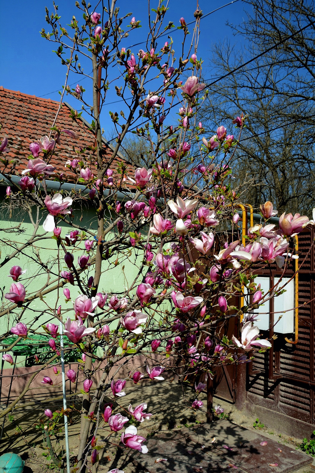 Magnolia (öreg)