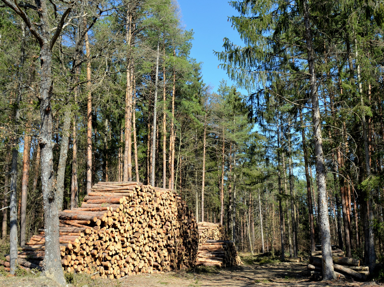 Erdőgazdaság