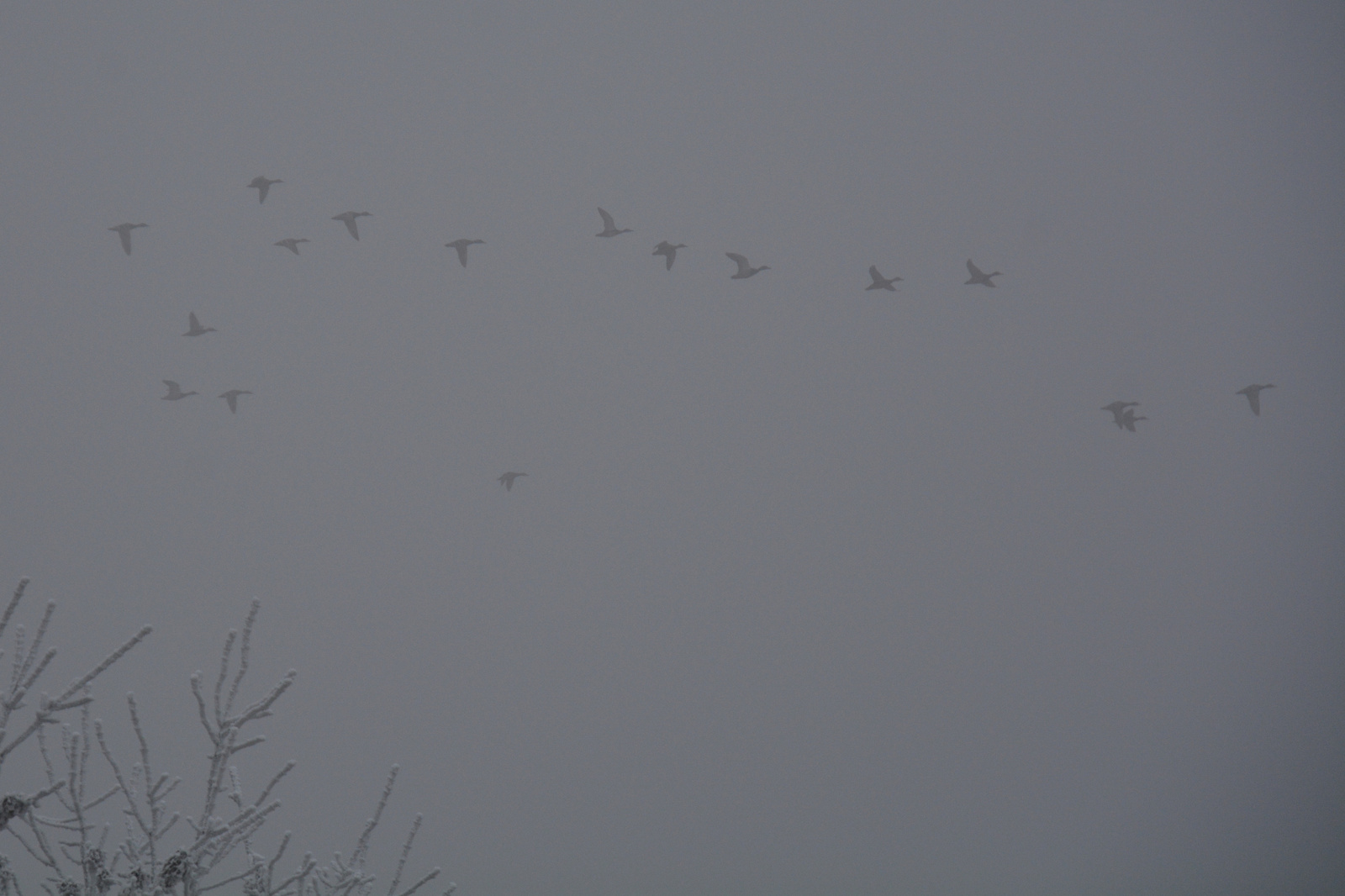 Kacsák a ködben