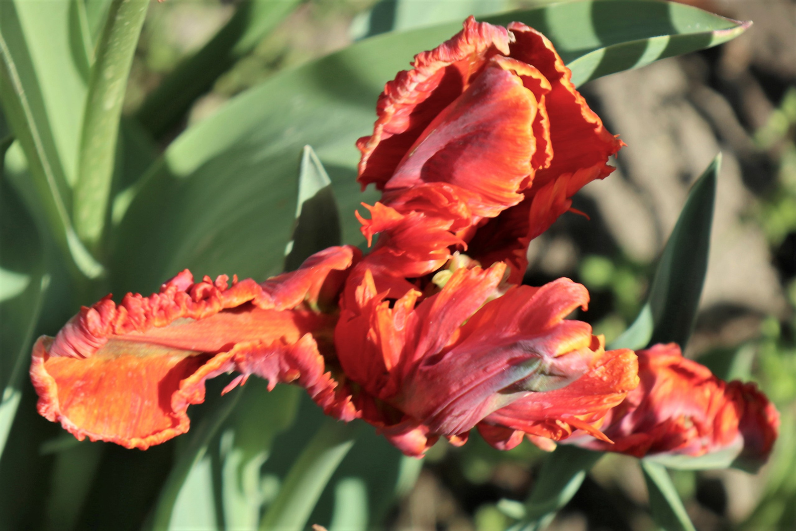 Ez is tulipán