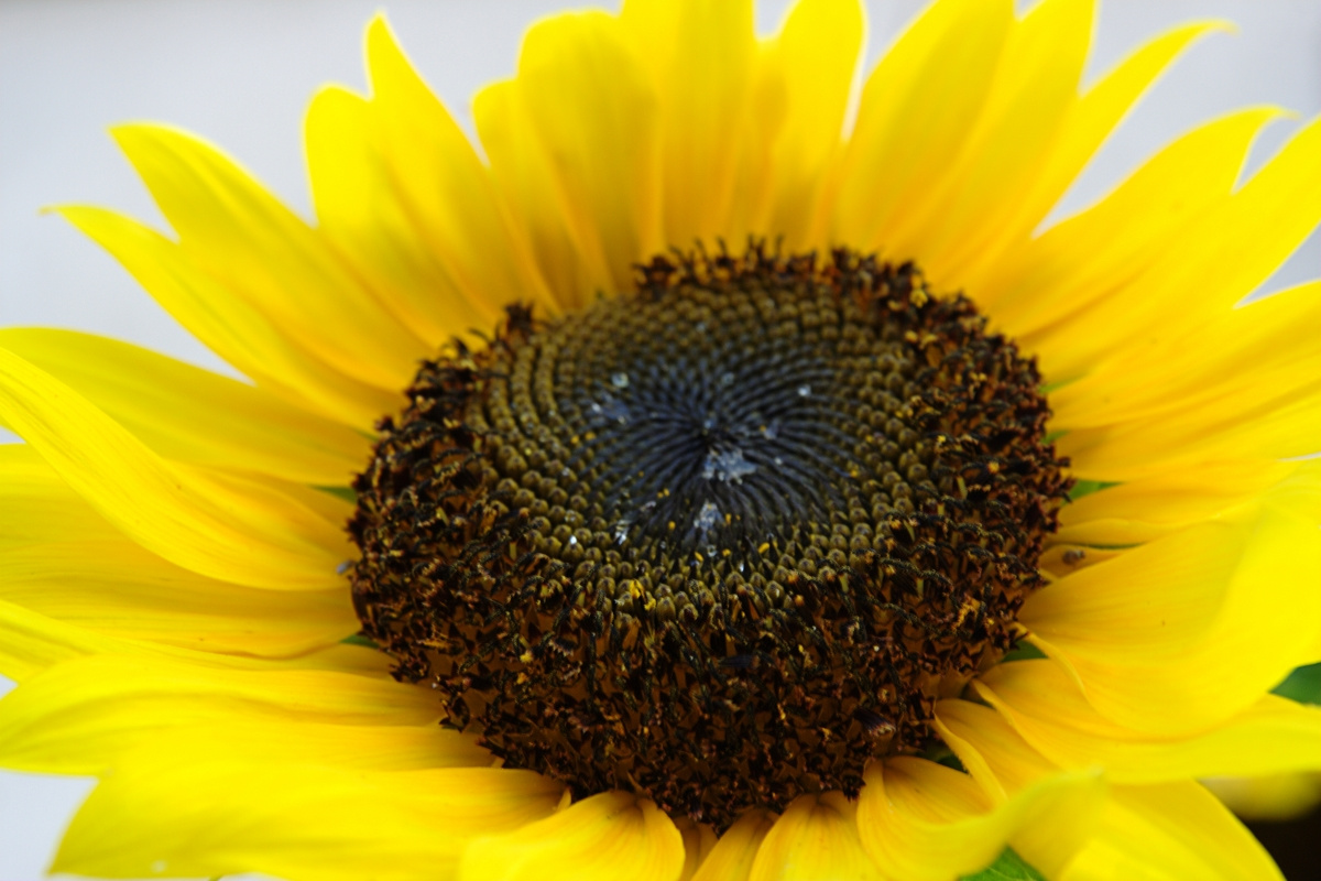 sunflower after rain3