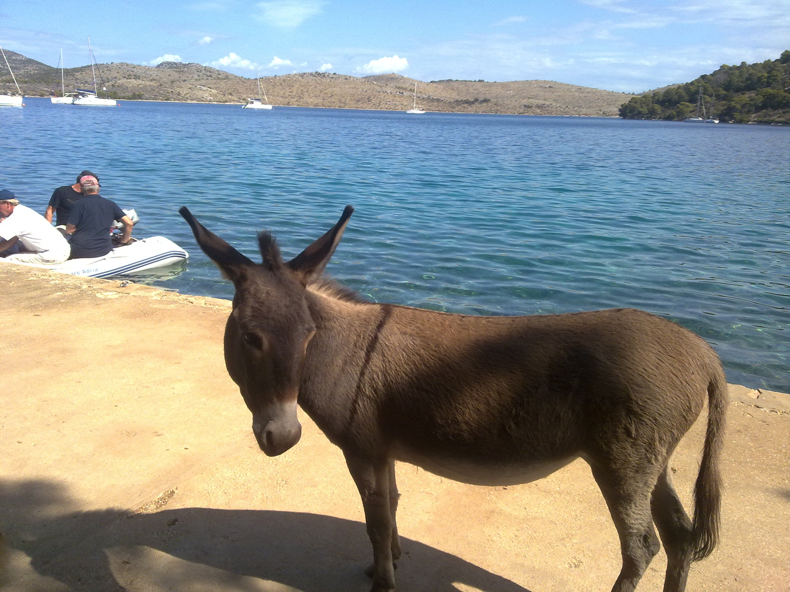 Kornati szigeten kis csacsi