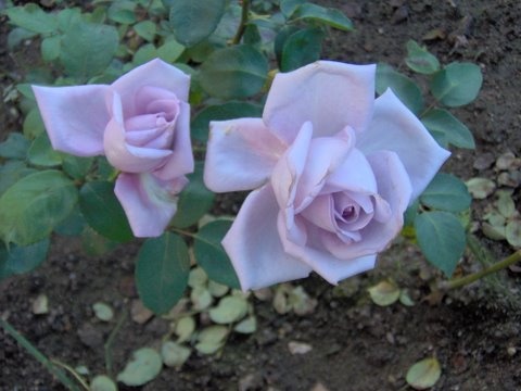 Lila rózsa