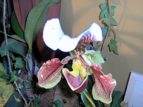 cirmos orhidea
