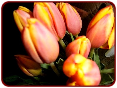 színes tulipánok