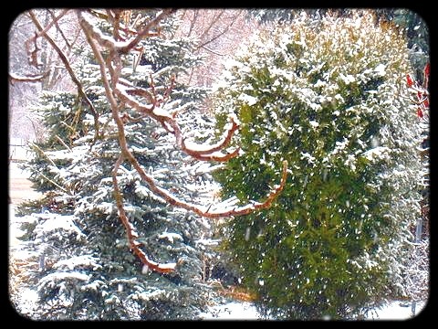 fenyő, tuja, diófa-ág hóesésben