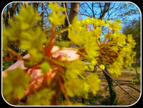sárga-virágu-fa