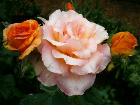 rózsa sorozat 5