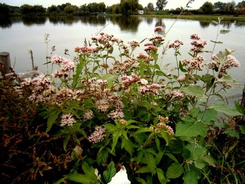 sédkender vad-virág a tó partján