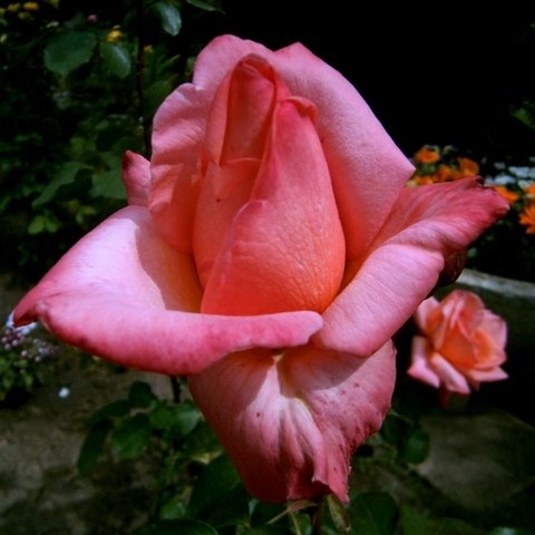 A rózsát a hölgy indás-társaimnak küldöm szeretettel!!!