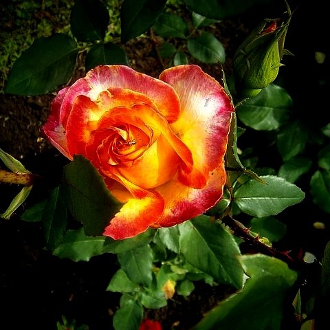 napsütötte rózsám