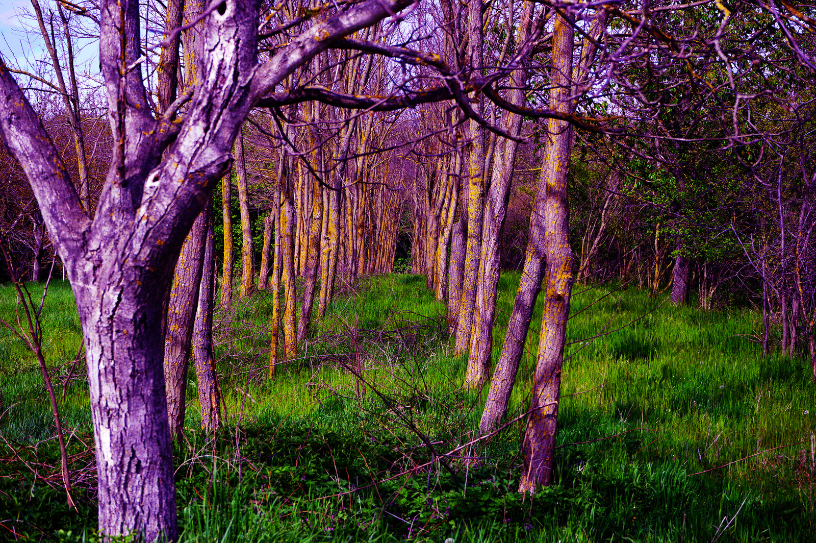 lila erdő