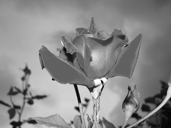 Rózsa vihar előtt fekete-fehér