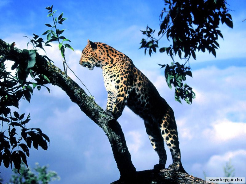 leopard-001