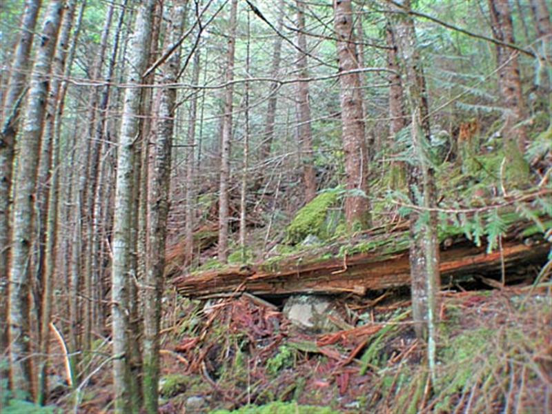 temperate rainforest1 (Medium)