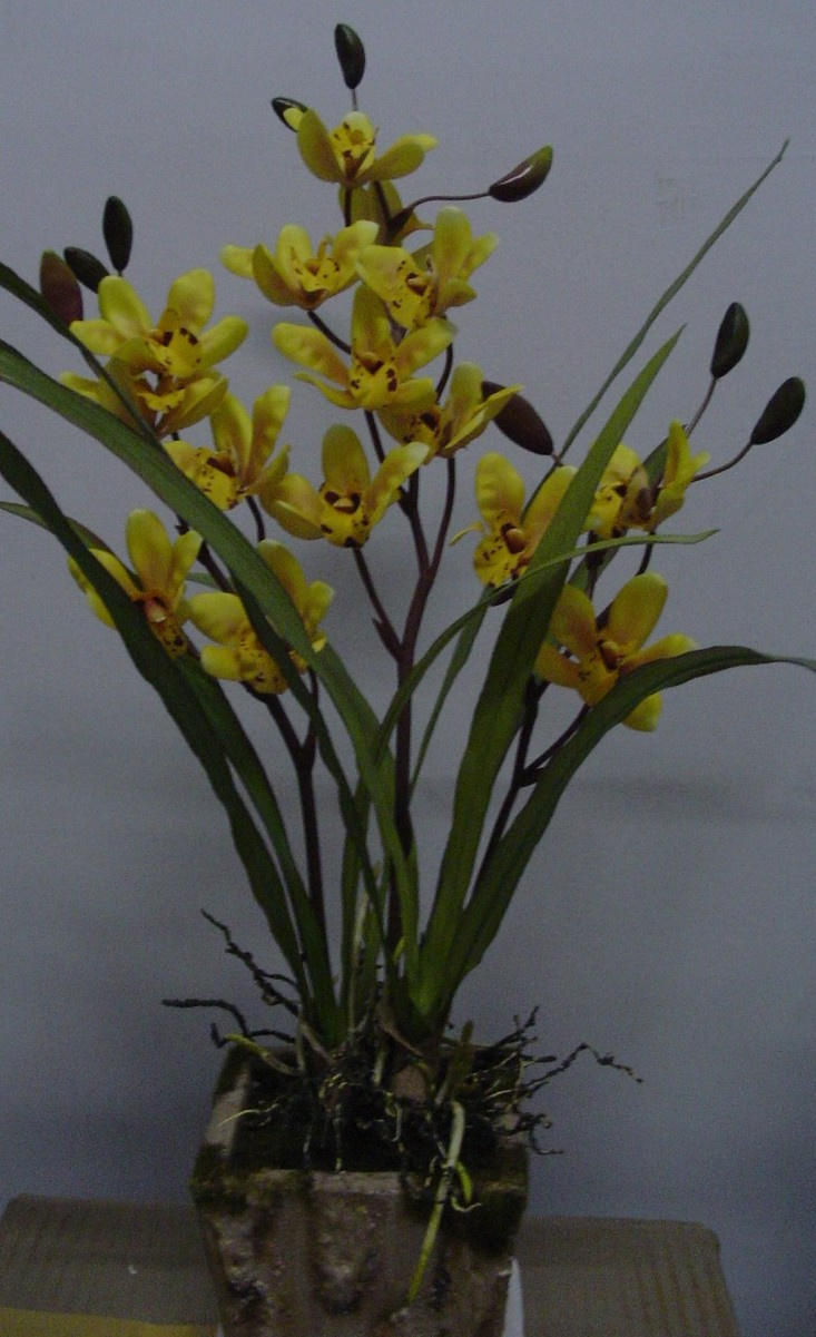 178604 cymbidium-1