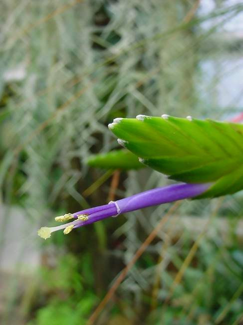 guzmania nicaraguensis 2