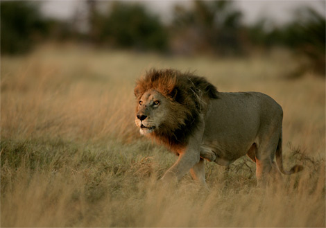 lion-stalking-botswana-ga