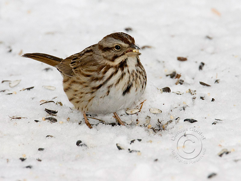 white-throated-sparrow-1