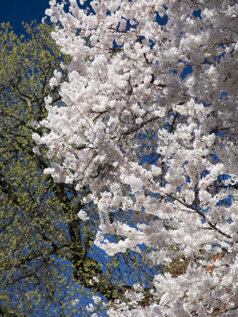 david-evans-springtime-budding-and-flowering-trees-against-blue-