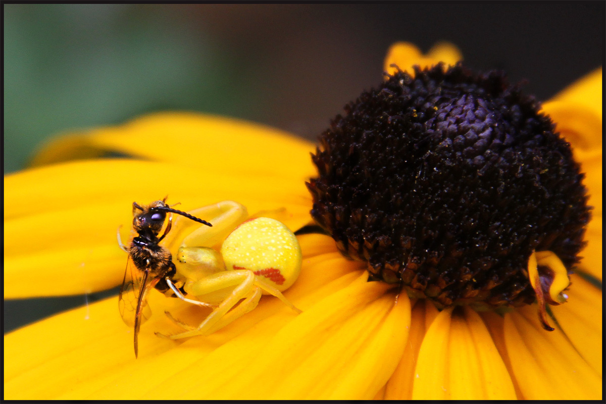 Viráglakó karolópók (Misumena vatia)