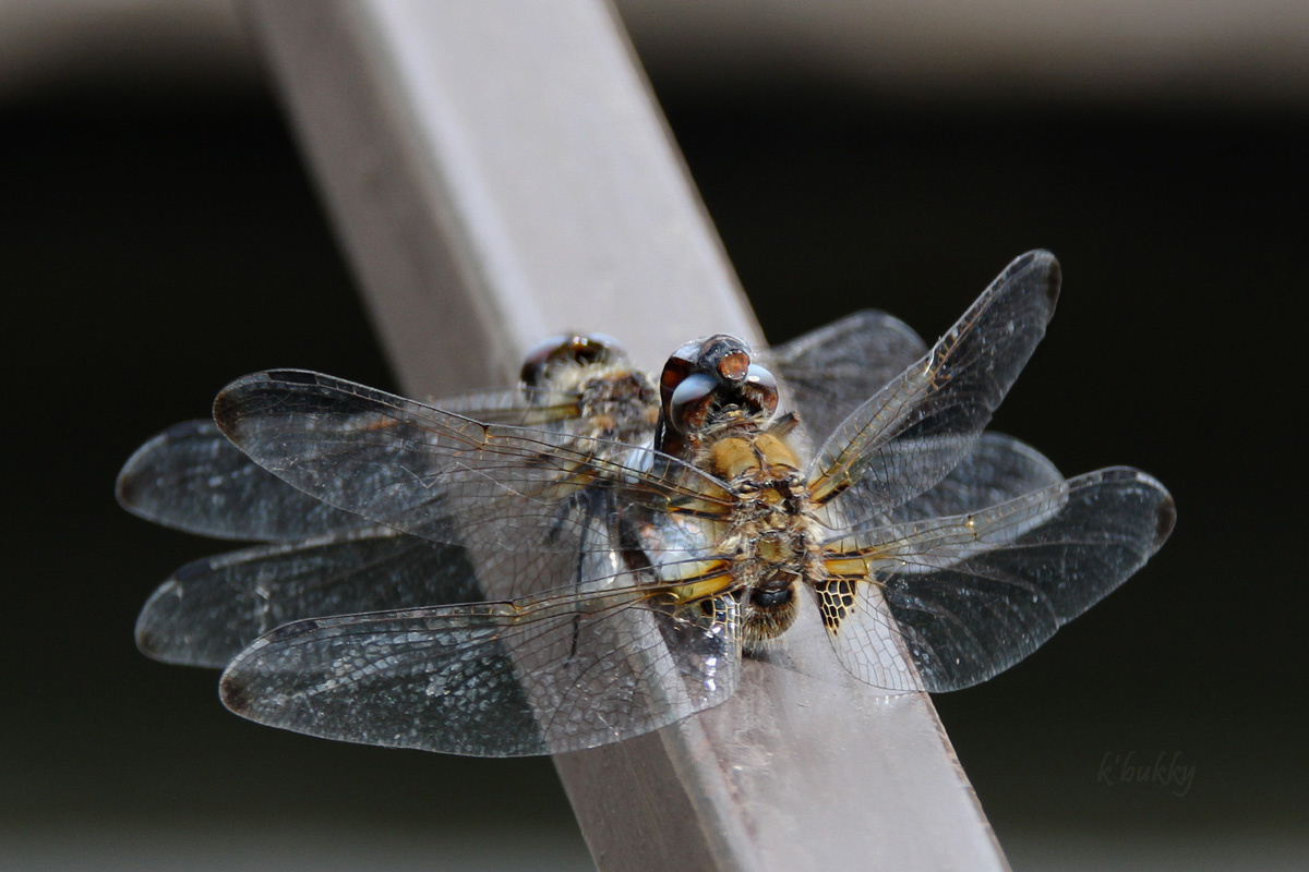 párzókerék (Libellula fulva)