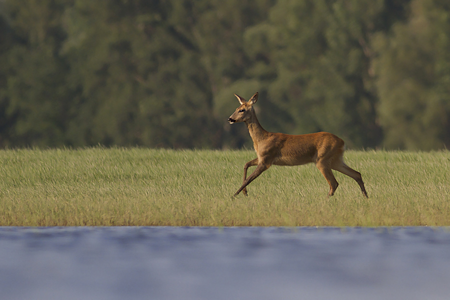 Európai őz Canon eos 7D + Canon Lens EF 400mm