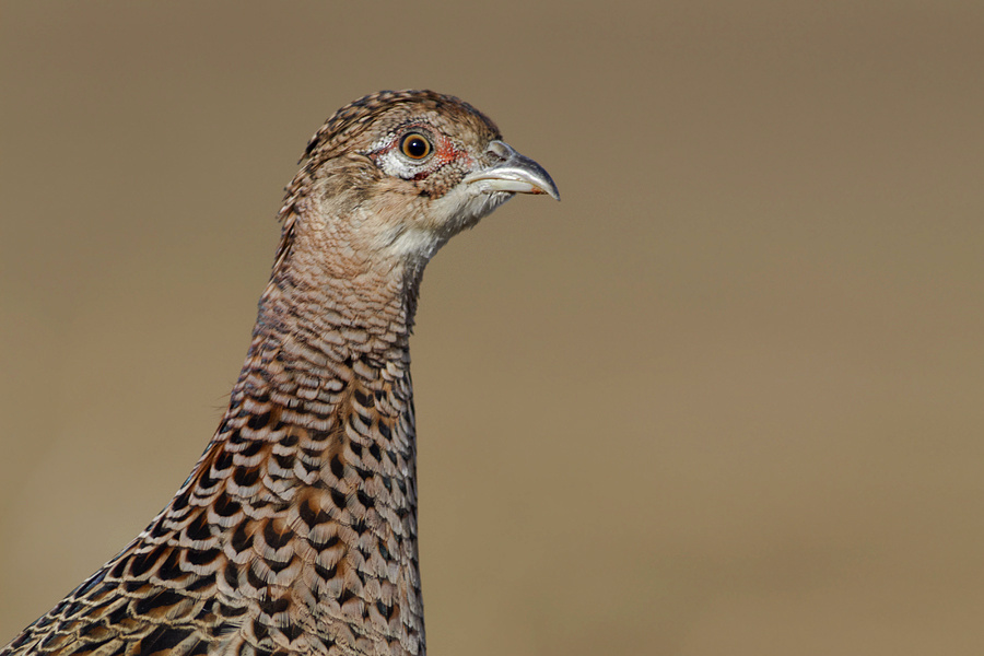 Fácántyúk Canon eos 7D + Canon Lens EF 400mm