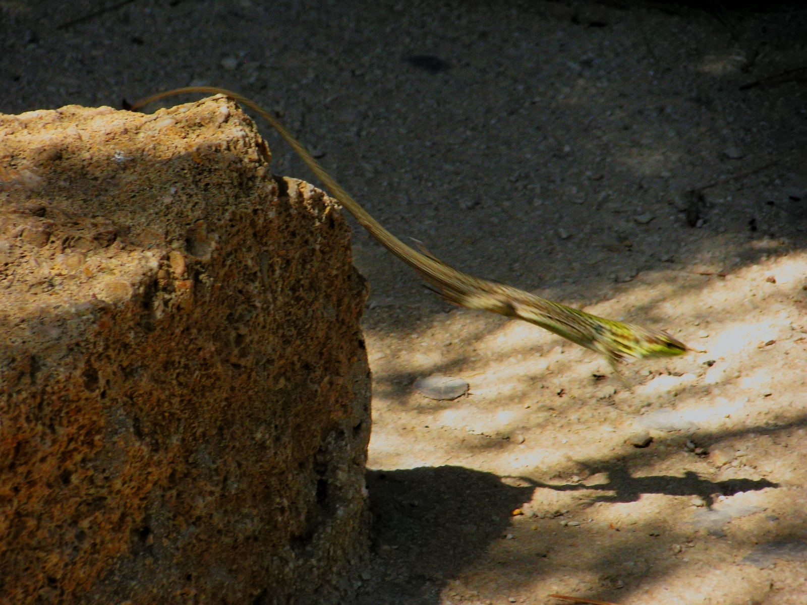 lizard HDR