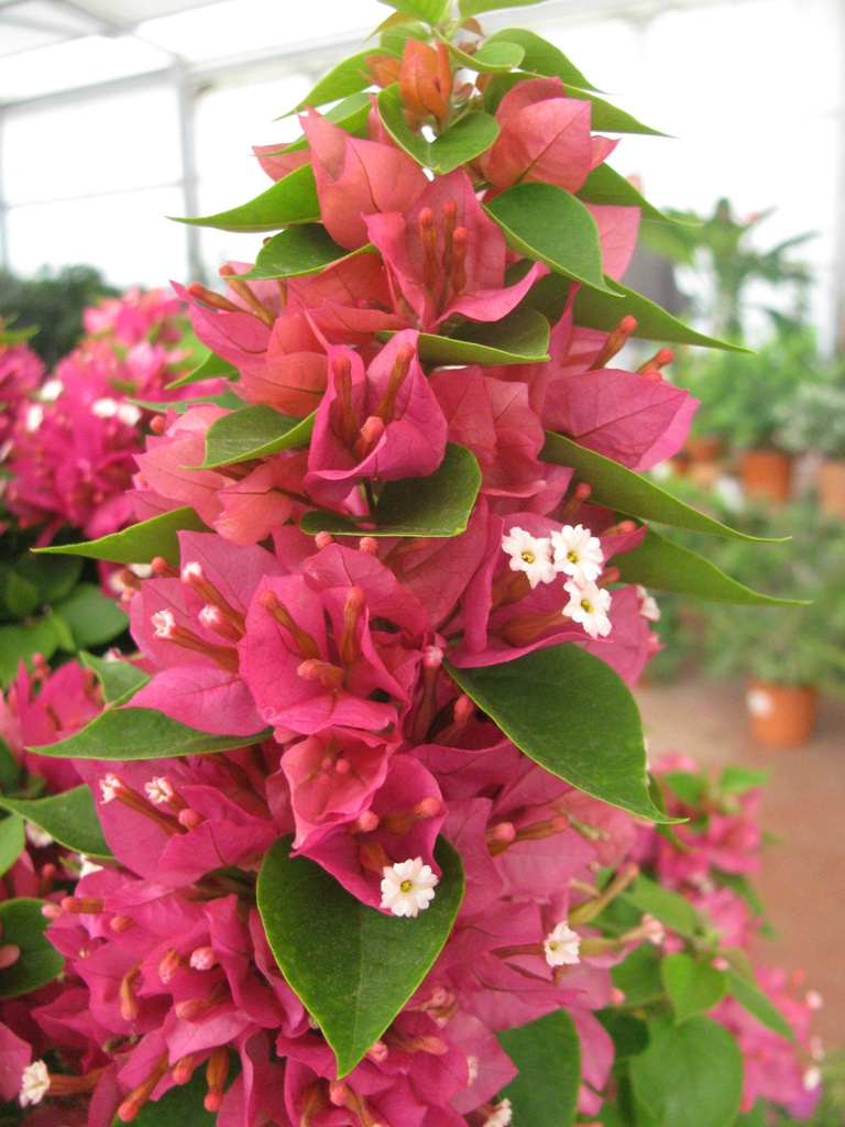 BOUGAINVILLEA MINI THAI 50-60CM 20L 03