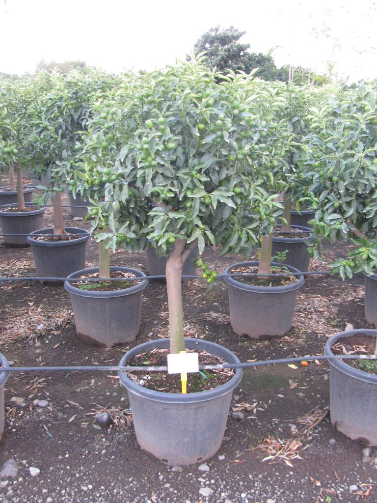 CITRUS KUMQUAT 1-2T C70L