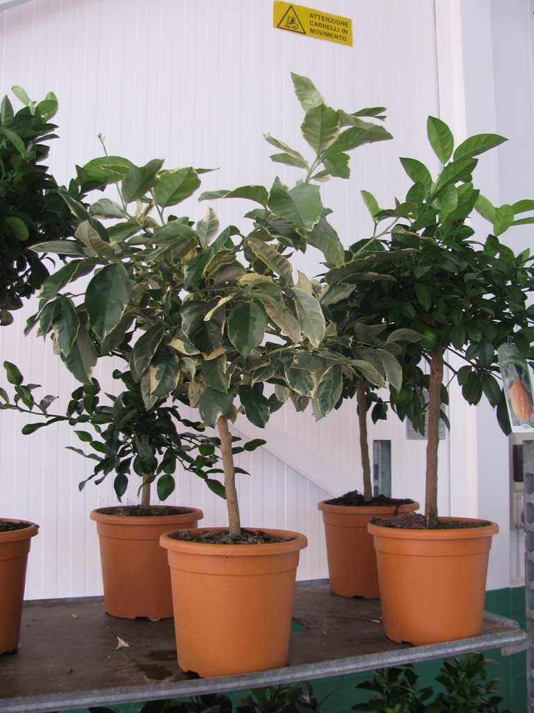 CITRUS MITIS VARIEGATA 1-4T 70-80 C5L