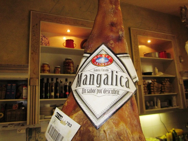 Mangalica 009