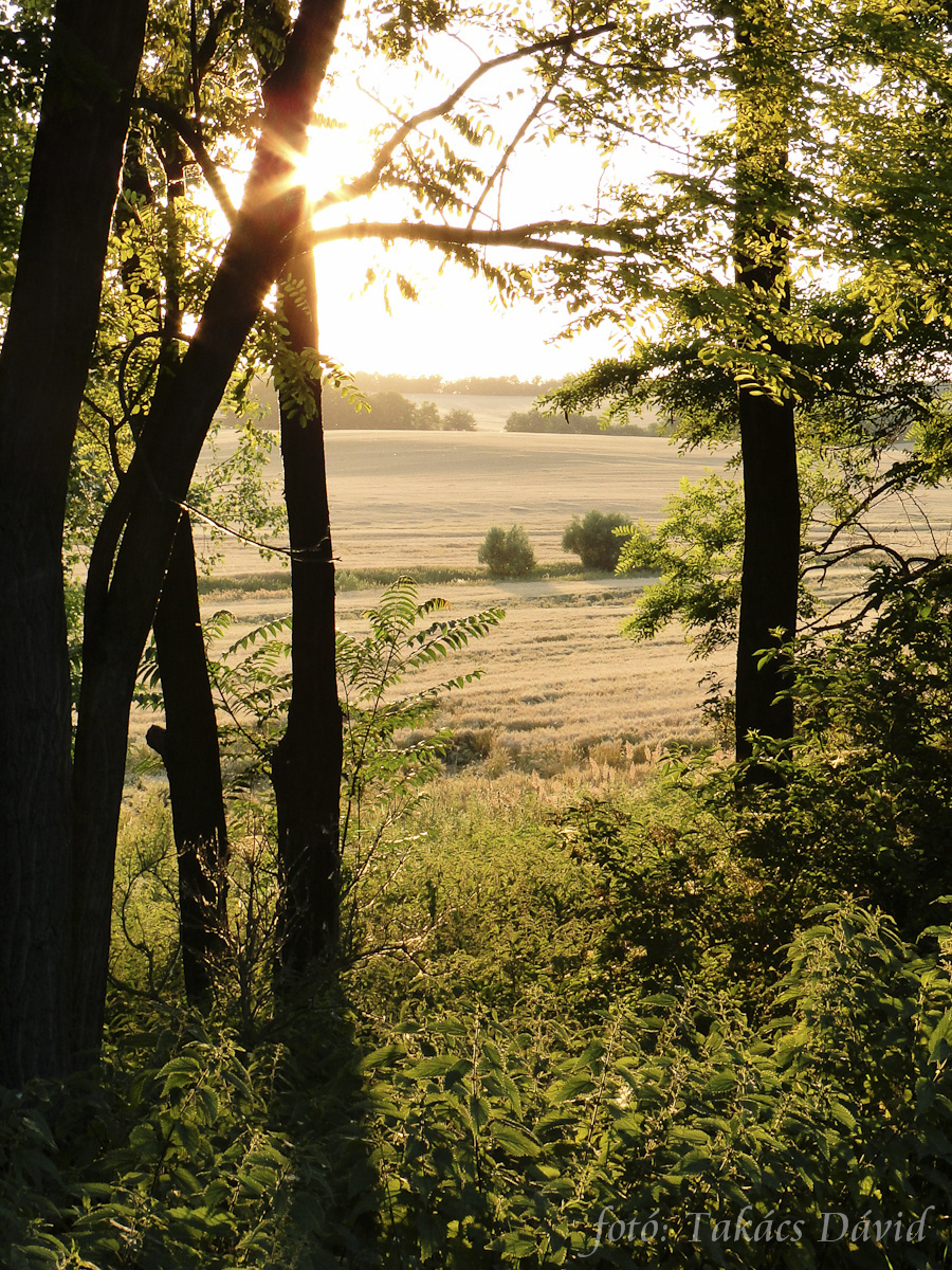 Beszűrődés