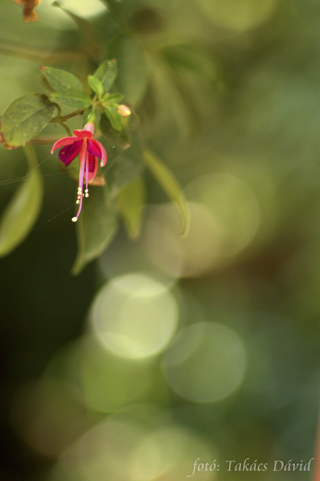 Fuchsia