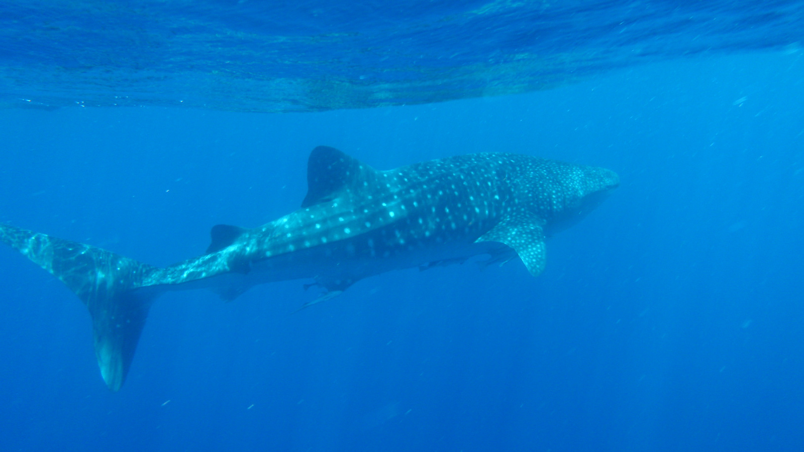 26.march.2010-whaleshark tour-Exmouth (56)