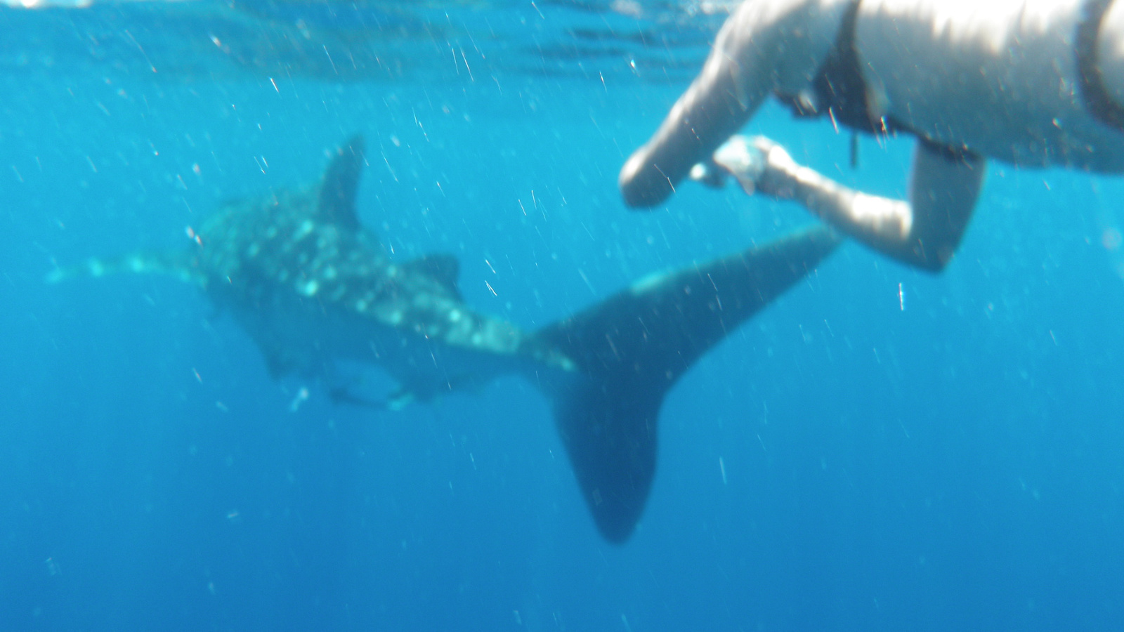 26.march.2010-whaleshark tour-Exmouth (72)