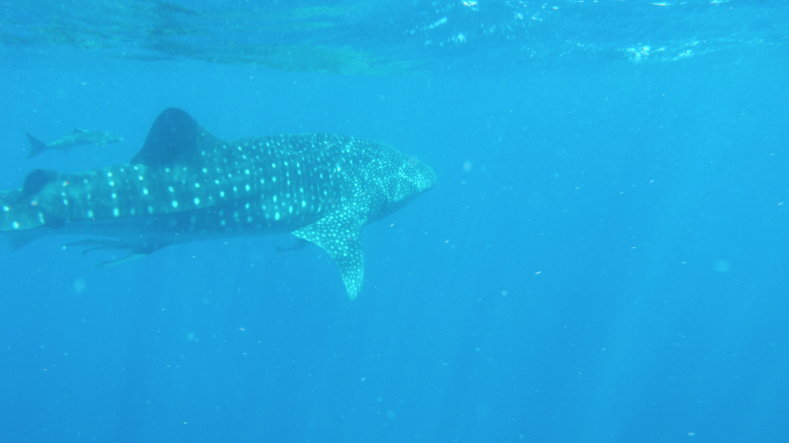 26.march.2010-whaleshark tour-Exmouth (80)