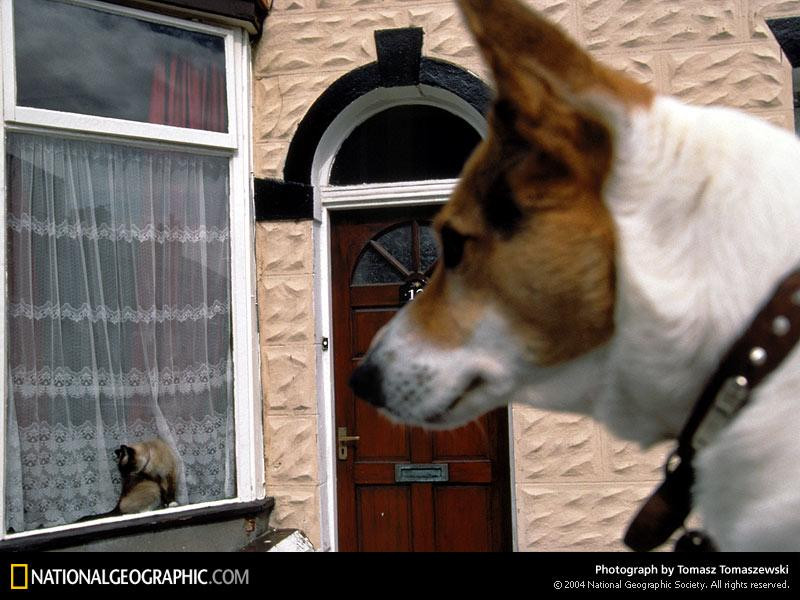 blackpool-terrier-510438-sw (Medium)