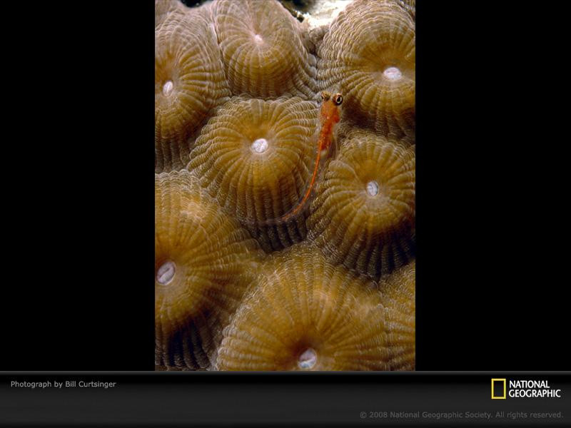 brown-zoanthid-curtsinger-722011-sw (Medium)